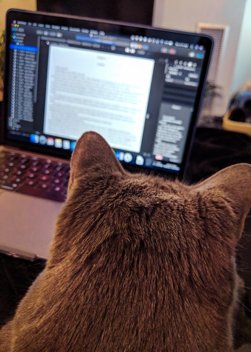 Kitty on my sabbatical