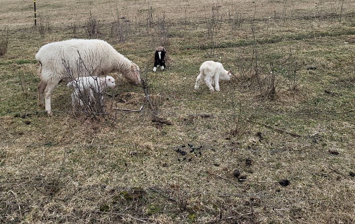 Just Born Lambs!  March 2026