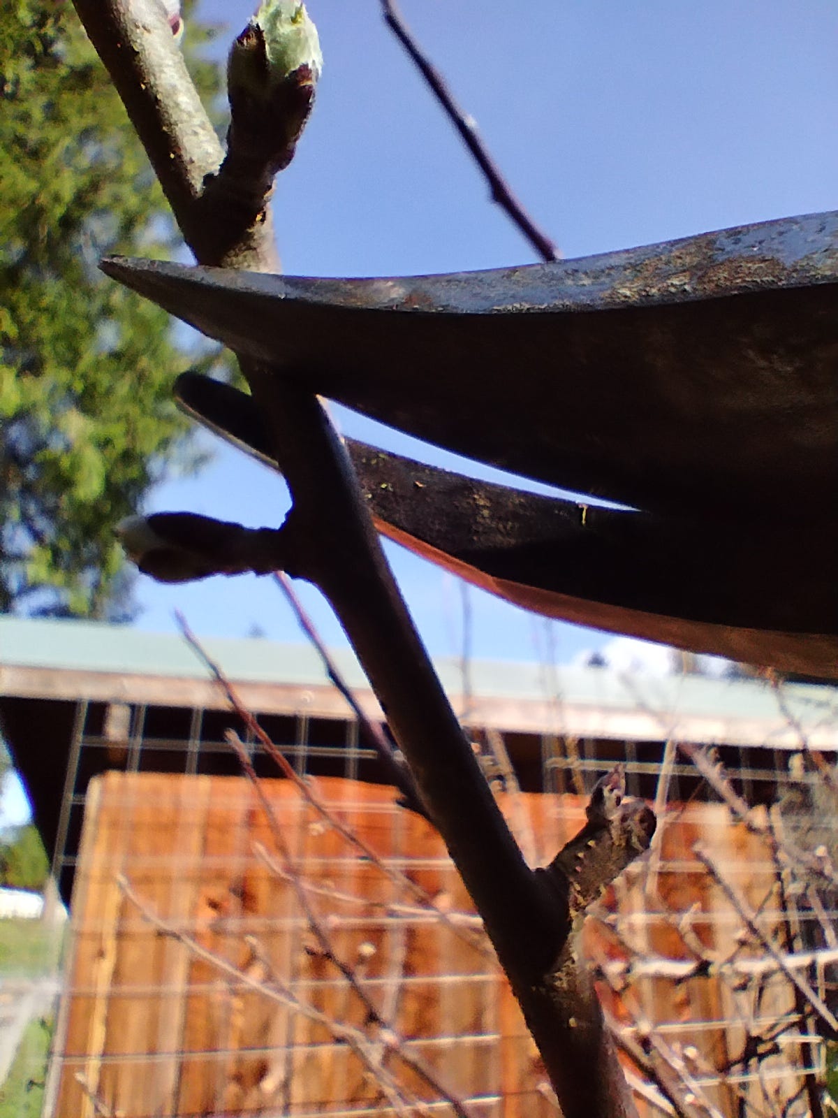 Hand pruners making a heading cut just above a fruit tree bud during dormant pruning.