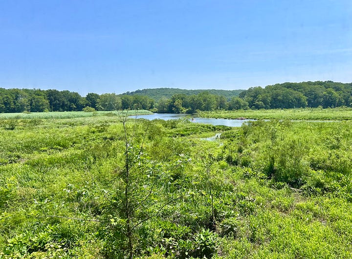grass, trees, water, hills