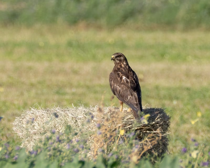 20250731-Manville-56-Edit.jpg 20250731-Manville-56-Edit.jpg