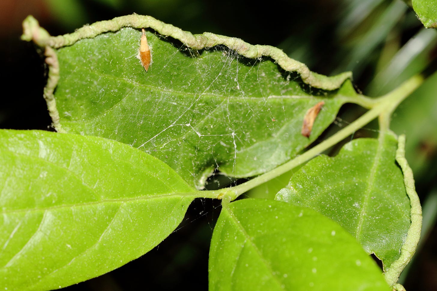Close-up of vibrant, lustrous green leaves of Carolina spicebush, cropped closely so that only one leaf is fully in the frame. While some leaves are unaffected by any visible pathogen, two leaves, including the one fully in the photo's frame, are curled inward at their margins, with thin strands of web stretching across the leaf, capturing tan fallen debris from other plants. Close-up of vibrant, lustrous green leaves of Carolina spicebush, cropped closely so that only one leaf is fully in the frame. While some leaves are unaffected by any visible pathogen, two leaves, including the one fully in the photo's frame, are curled inward at their margins, with thin strands of web stretching across the leaf, capturing tan fallen debris from other plants.