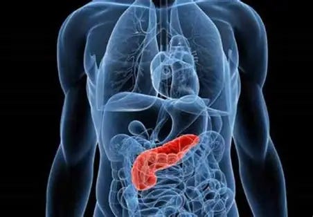 Image result for pancreas