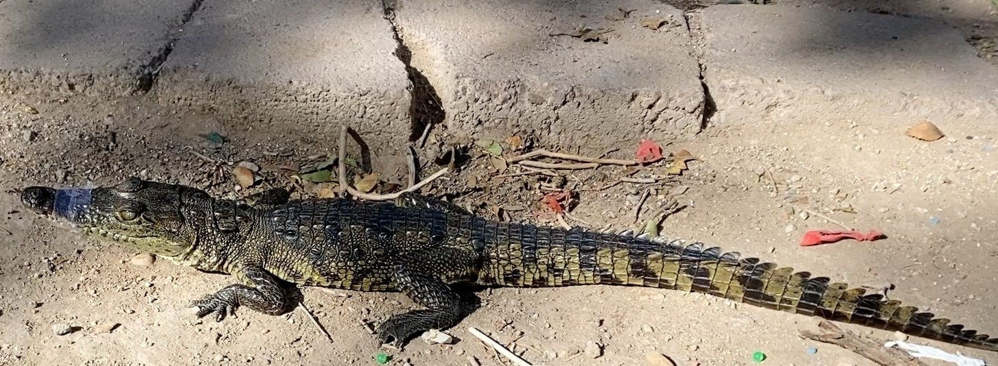 Mendoza-Enriquez had illegal aliens he smuggled into the U.S. also smuggle this alligator whose mouth had been taped shut Mendoza-Enriquez had illegal aliens he smuggled into the U.S. also smuggle this alligator whose mouth had been taped shut