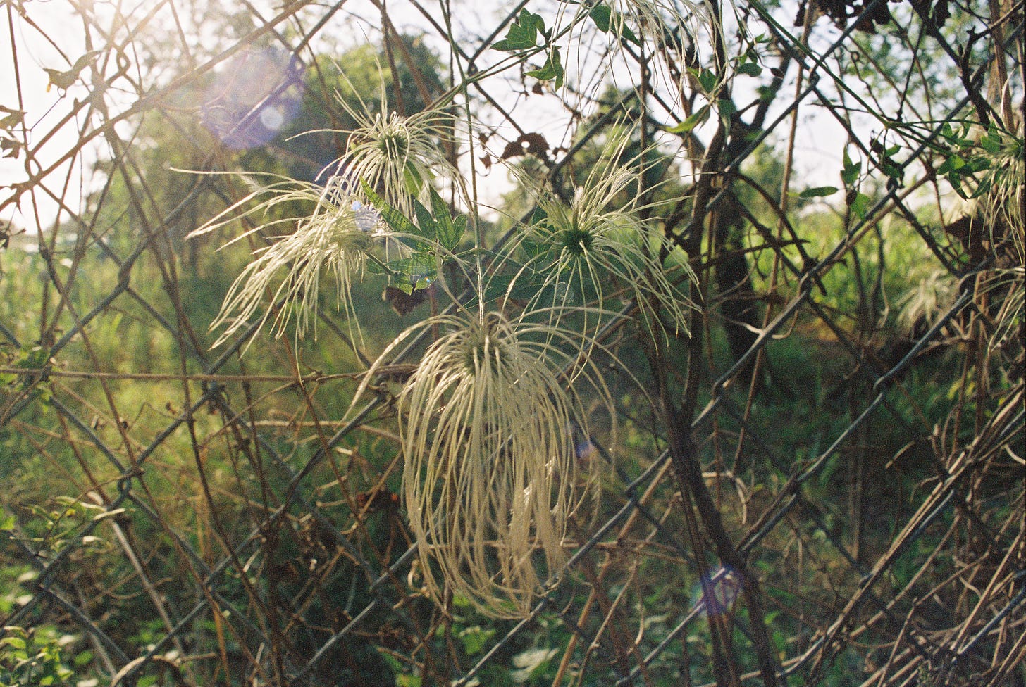 Young old man's beard on chain link fence
