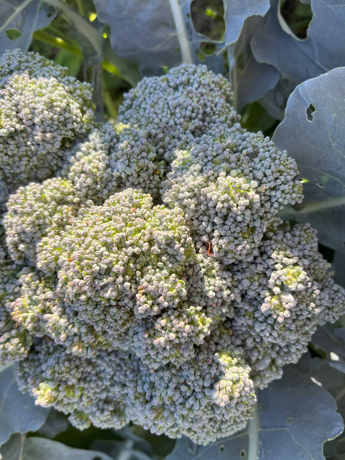 head of broccoli