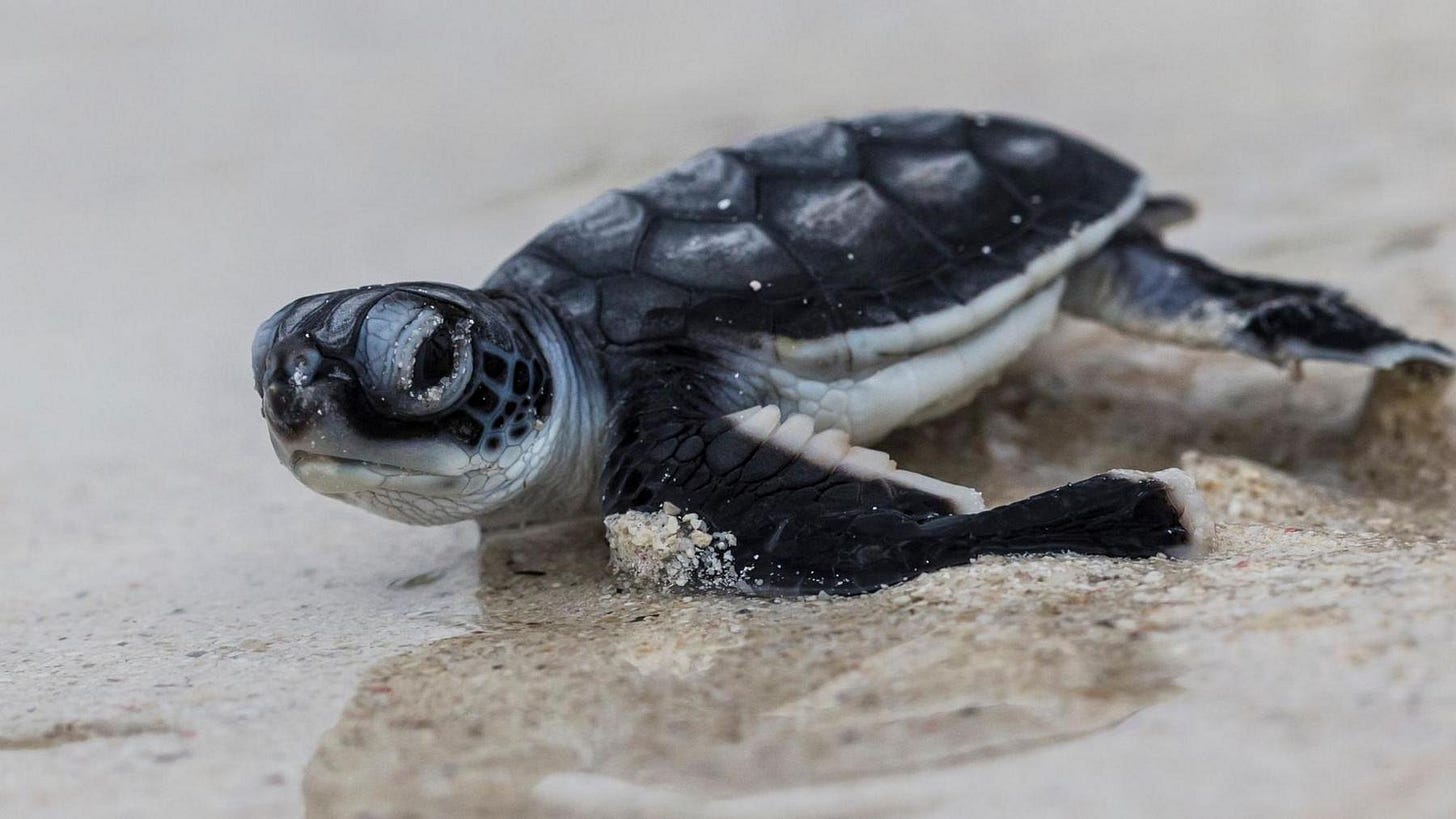 The image shows a baby sea turtle on a sandy beach near the water’s edge, heading toward the ocean, soon after hatching.