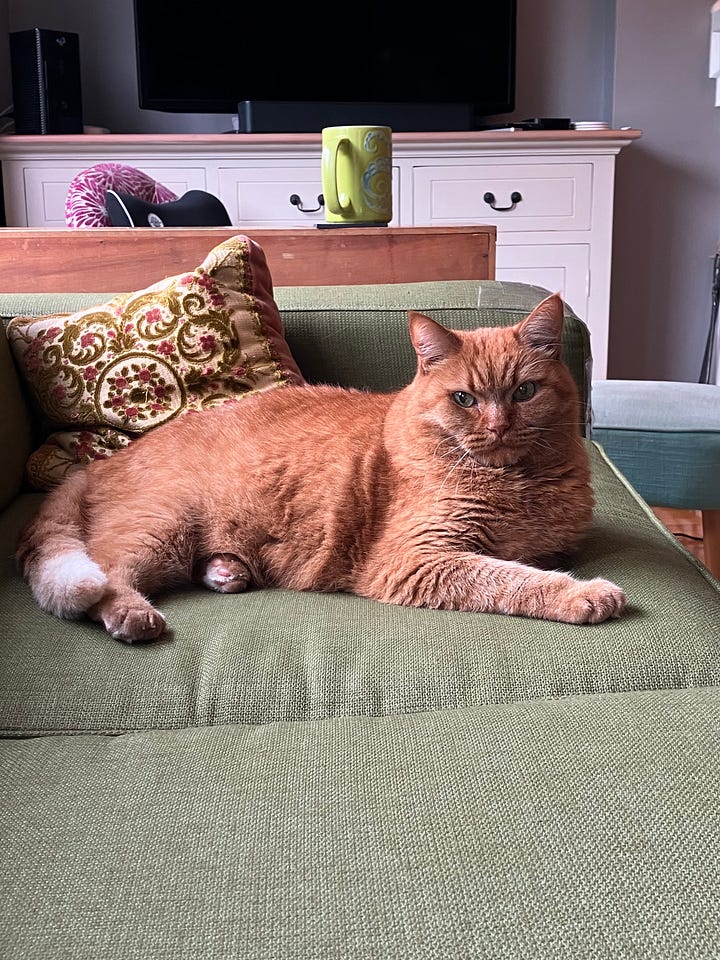 An orange cat sits on a green couch with a green coffee mug in the background; a black and white dog sits on a mutli-coloured couch with an empty wine glass in the foreground.