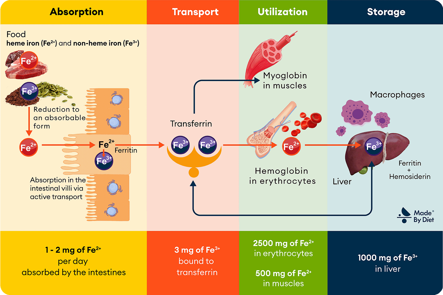 Iron in the Diet: Iron-Rich Foods, Excess and Deficiency Symptoms - Made By  Diet