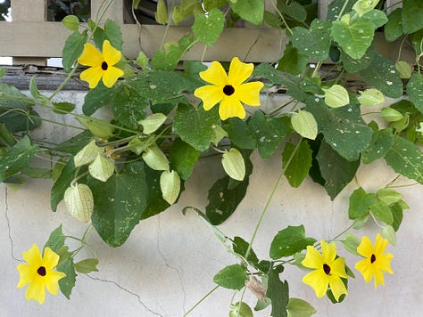 Trees and flowers in Southern California