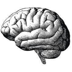 This may contain: the human brain, vintage line drawing or engraving stock photo 949786