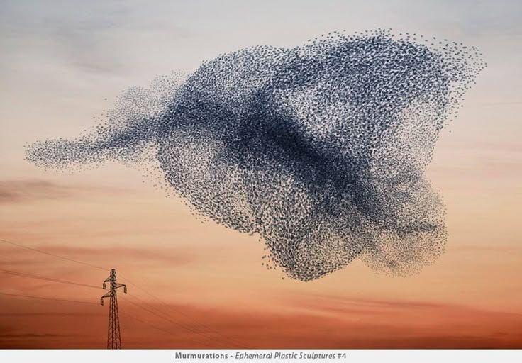 This may contain: a large flock of birds flying in the sky over power lines and telephone poles at sunset This may contain: a large flock of birds flying in the sky over power lines and telephone poles at sunset