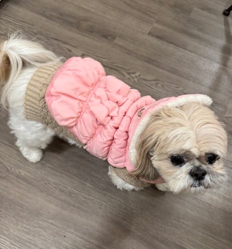A dog wearing a pink coat

AI-generated content may be incorrect.