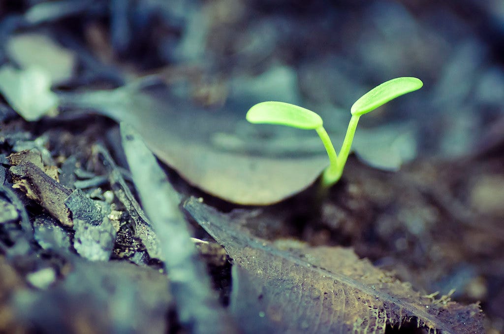 A new plant sprouting after a fire.