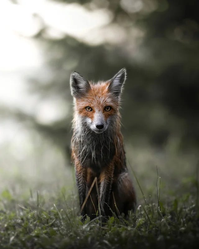 Close-up bison portrait showing shallow depth of field wildlife photography technique with sharp eye focus and soft atmospheric background and Red fox wildlife photography with atmospheric fog and shallow depth of field creating dreamy natural background blur and separation