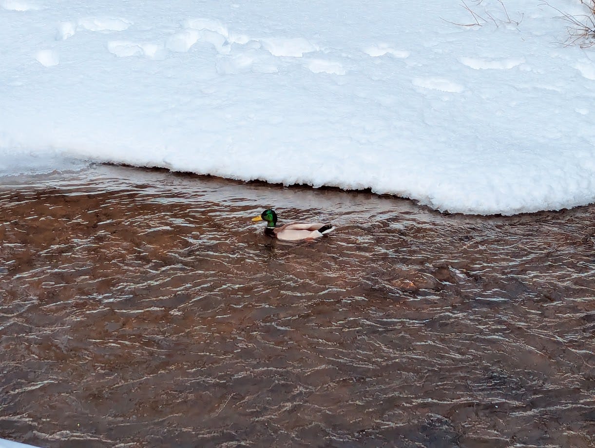 Image of a duck on a river, next to a snow covered bank