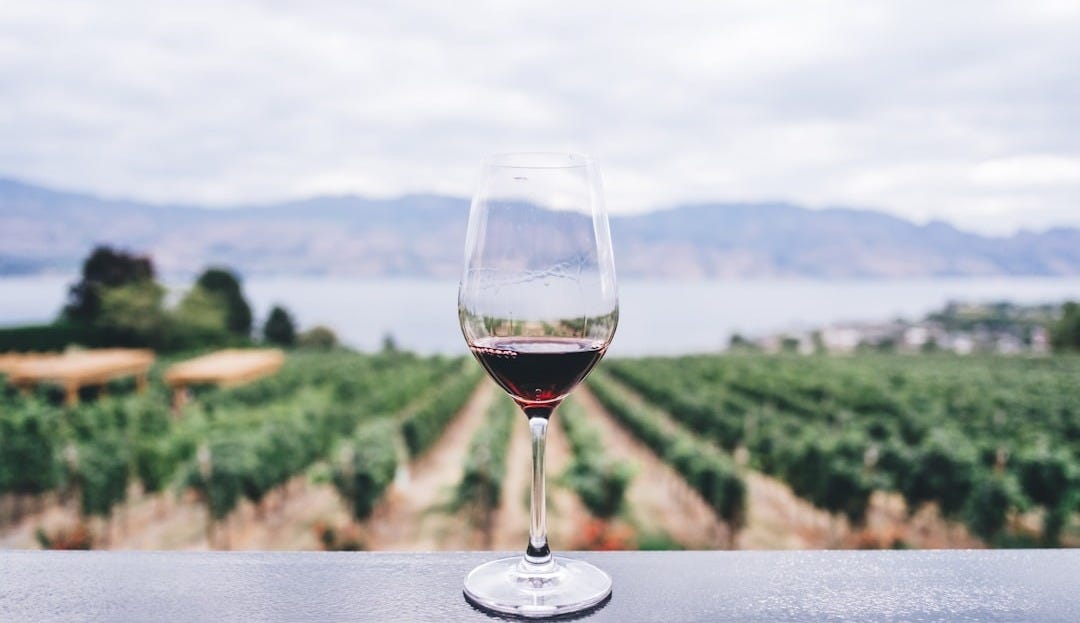 clear wine glass overlooking orchard during daytime