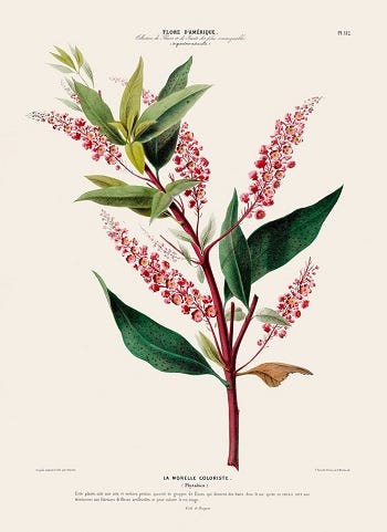 From the Spring Foraging Cookbook: Poke (Phytolacca americana)