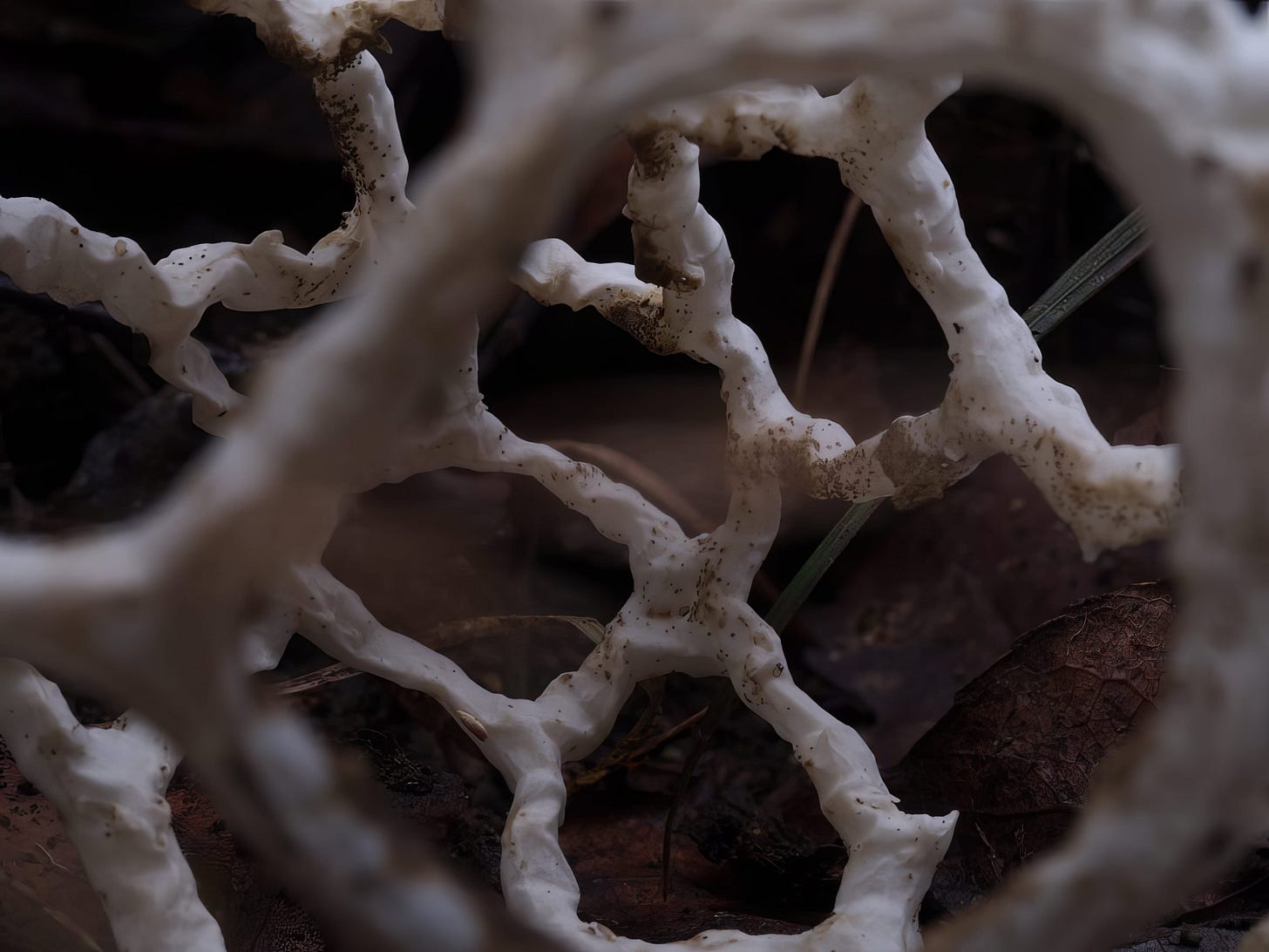 white basket fungus