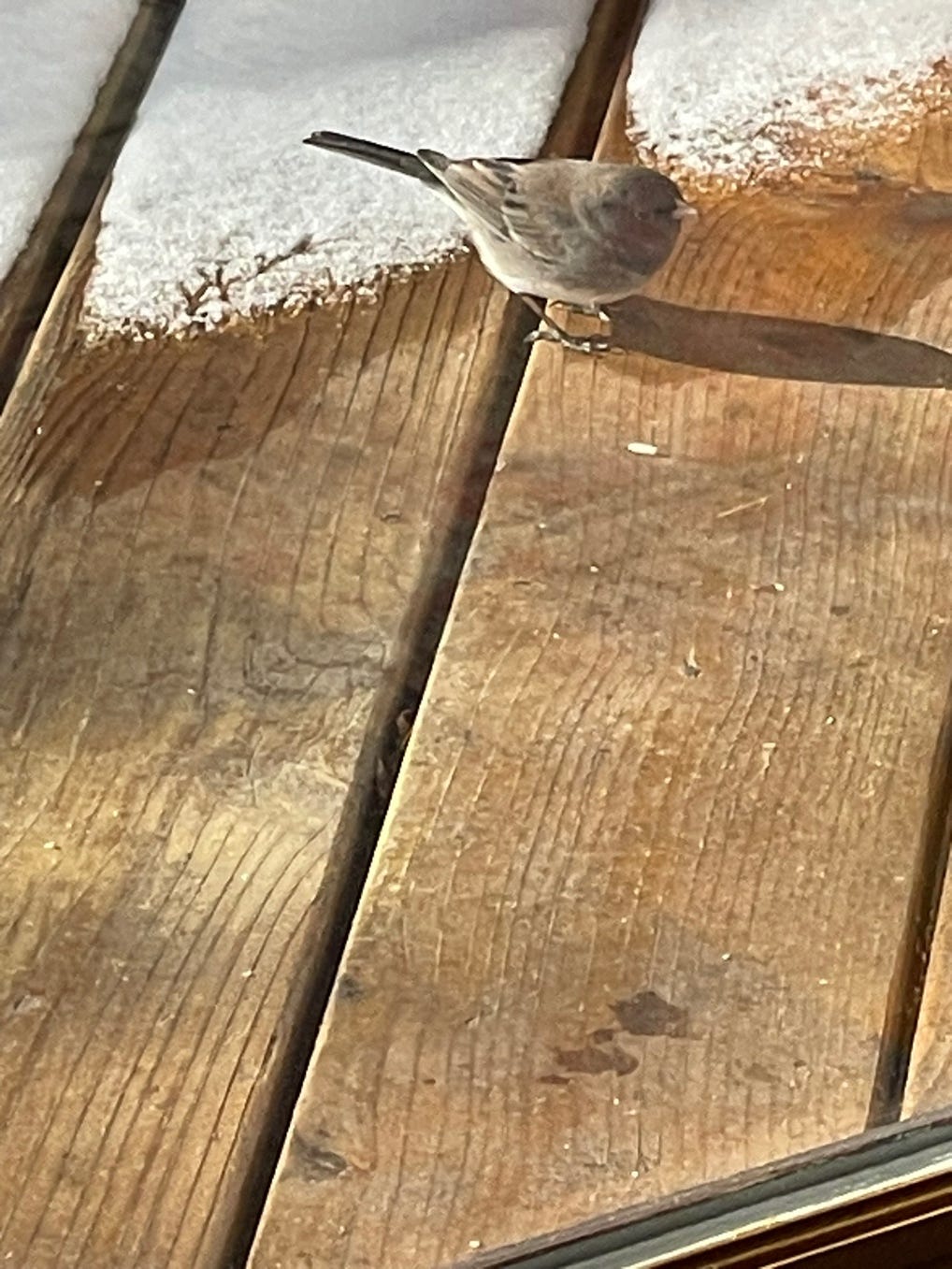 A bird standing on a wood surface

Description automatically generated