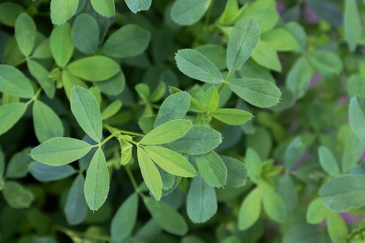 various annual herbs