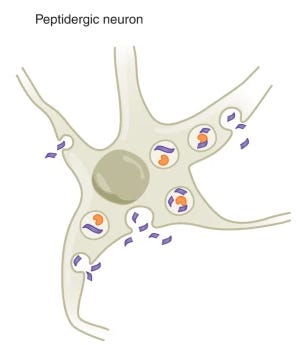 From Sachkova (2022) From Sachkova (2022)