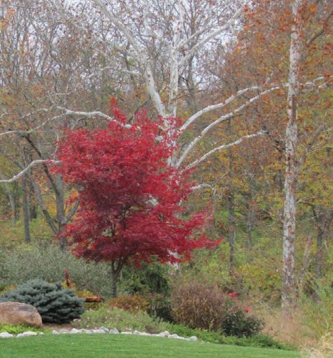 Bloodgood Japanese Maple Bloodgood Japanese Maple
