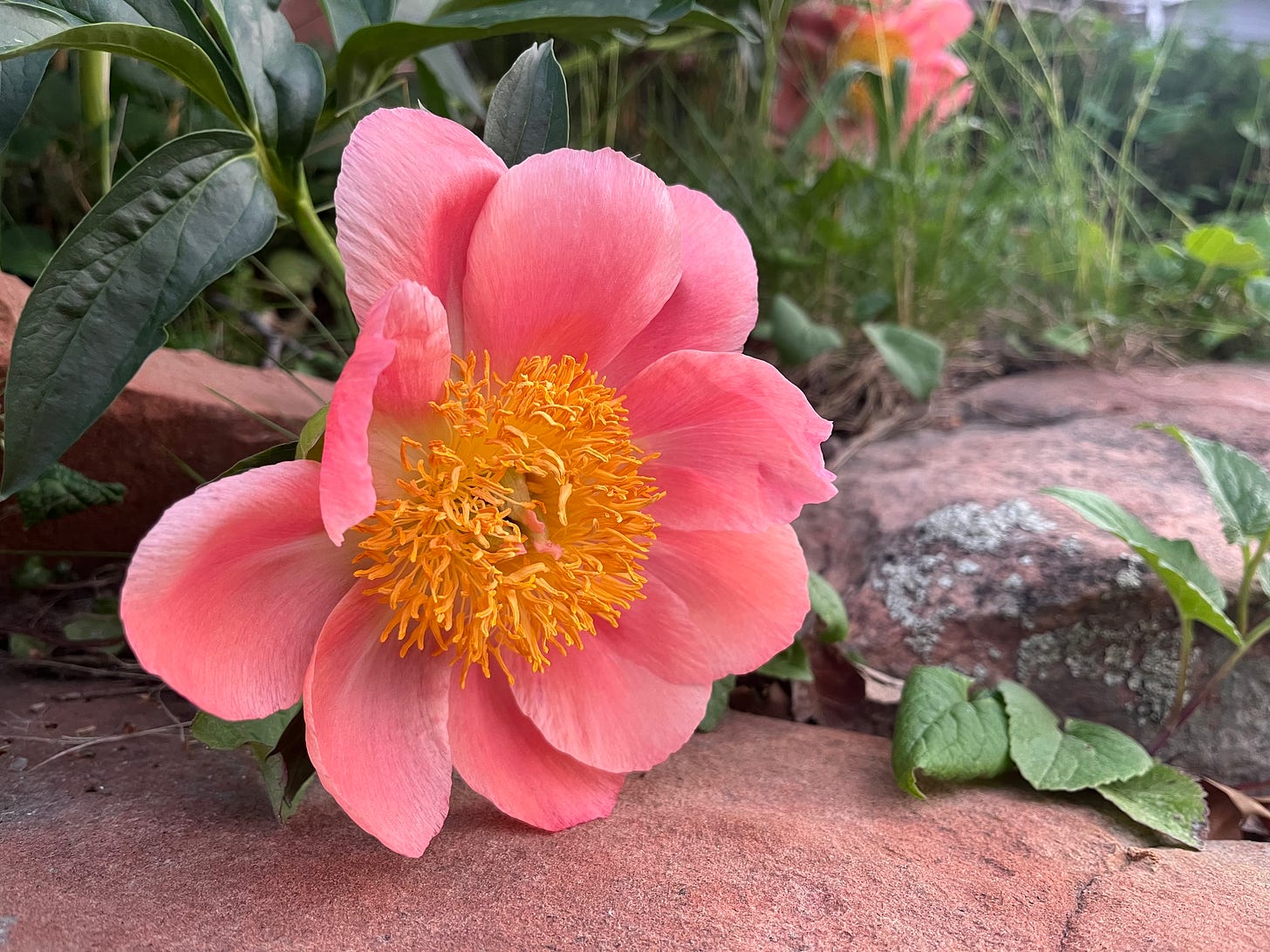 a pink flower with yellow center leans on a rough orange sandstone a pink flower with yellow center leans on a rough orange sandstone