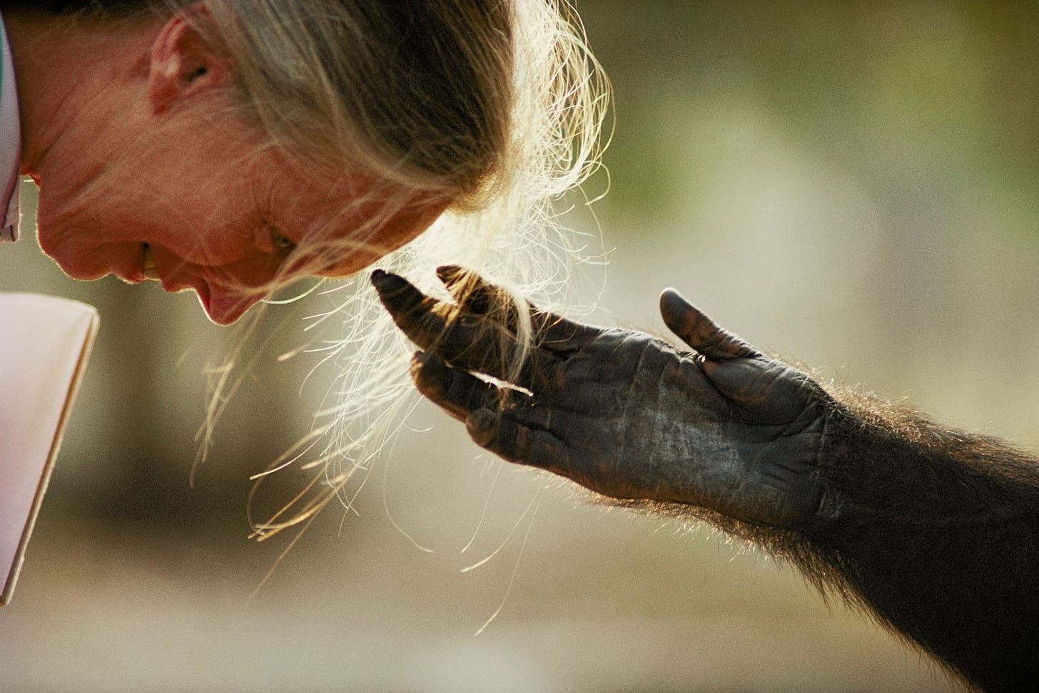 Jane Goodall, conservationist and chimpanzee champion, dies at 91 |  National Geographic