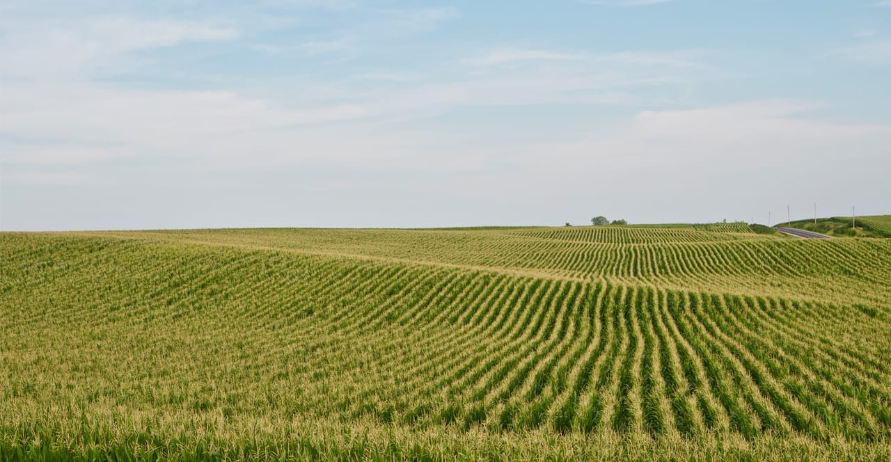 Take action to preserve corn yields