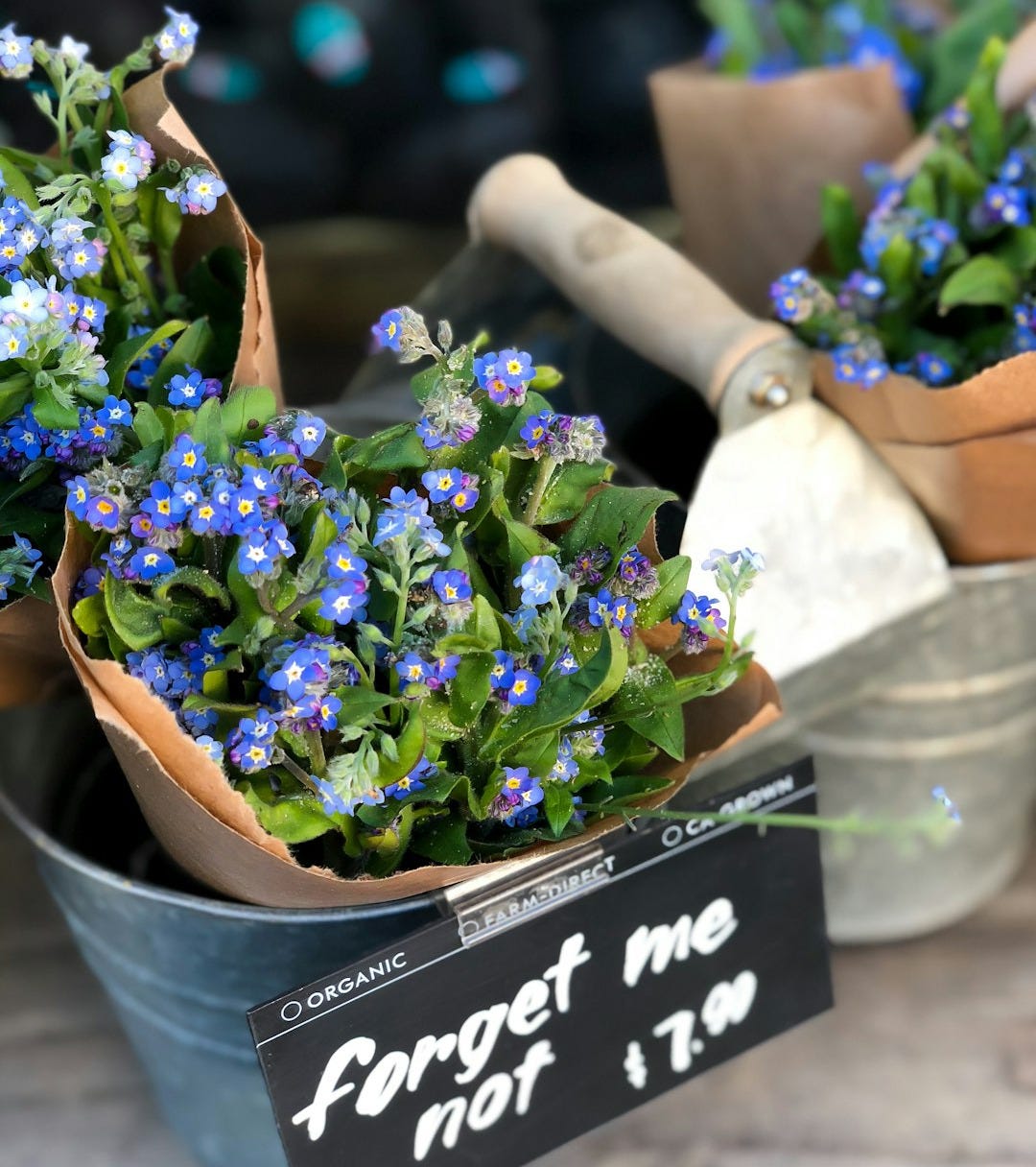 Forget me not flowers