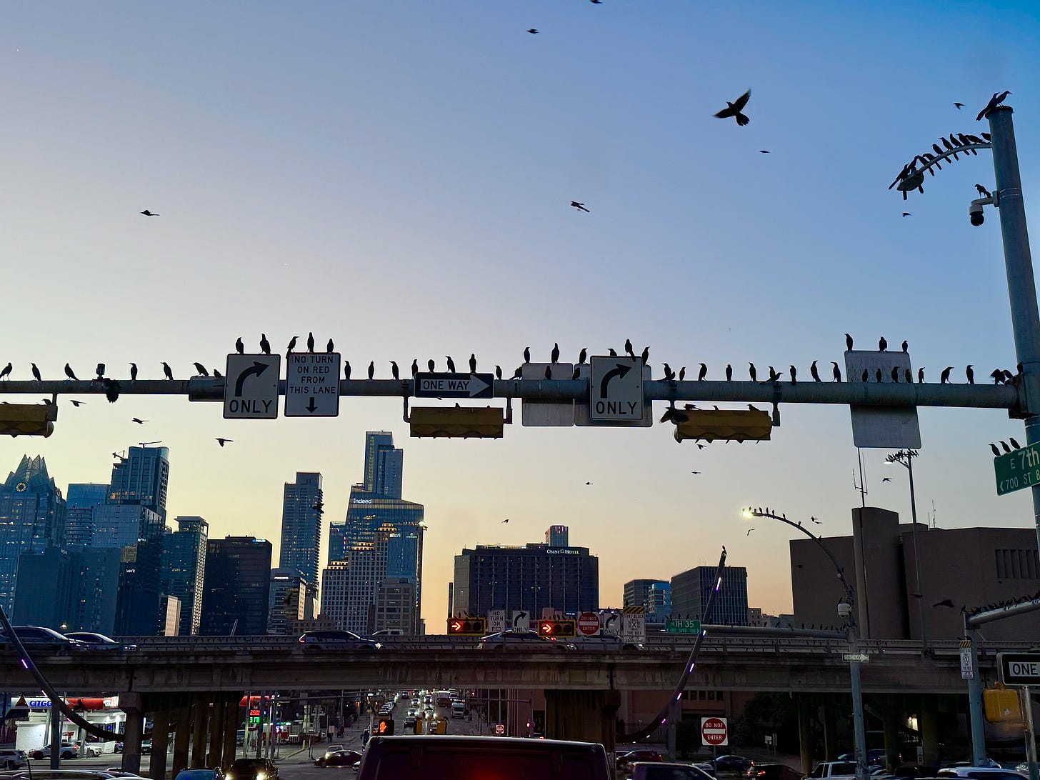 Grackles on lampost