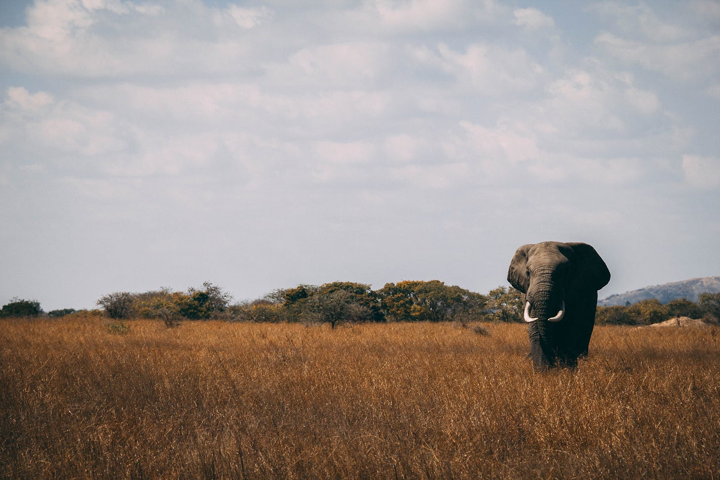 Elephant standing alone in the African bush