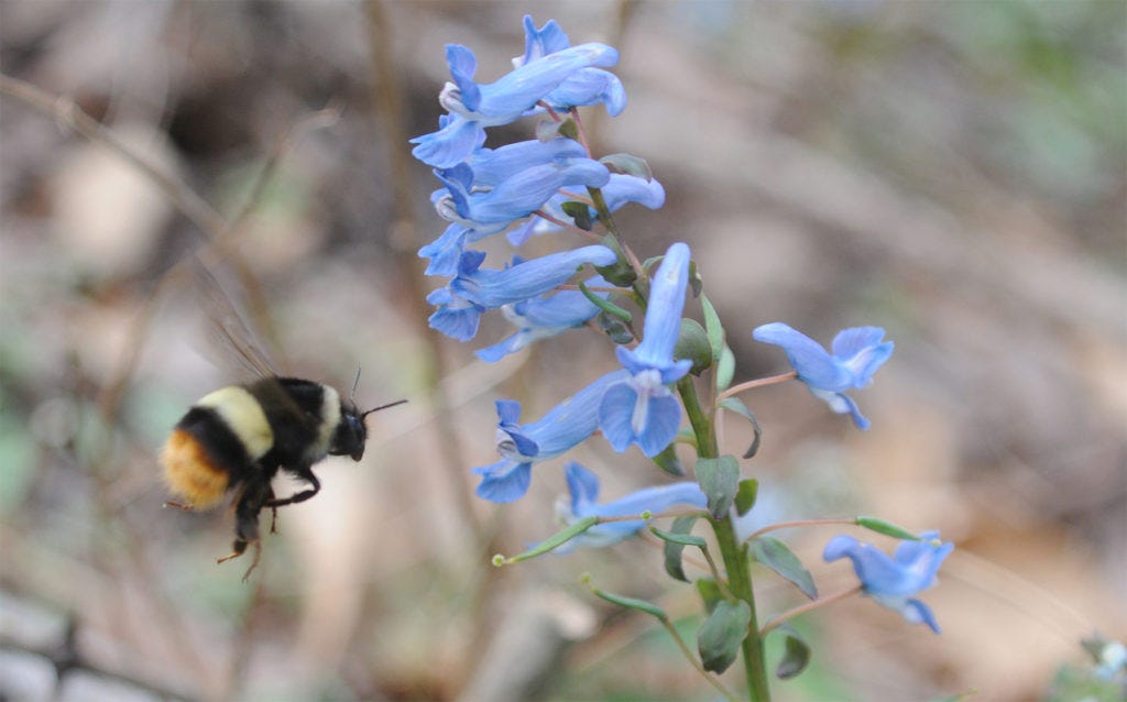 Image of bumble bee hovering in front of purple flower, Image of bumble bee hovering in front of purple flower,