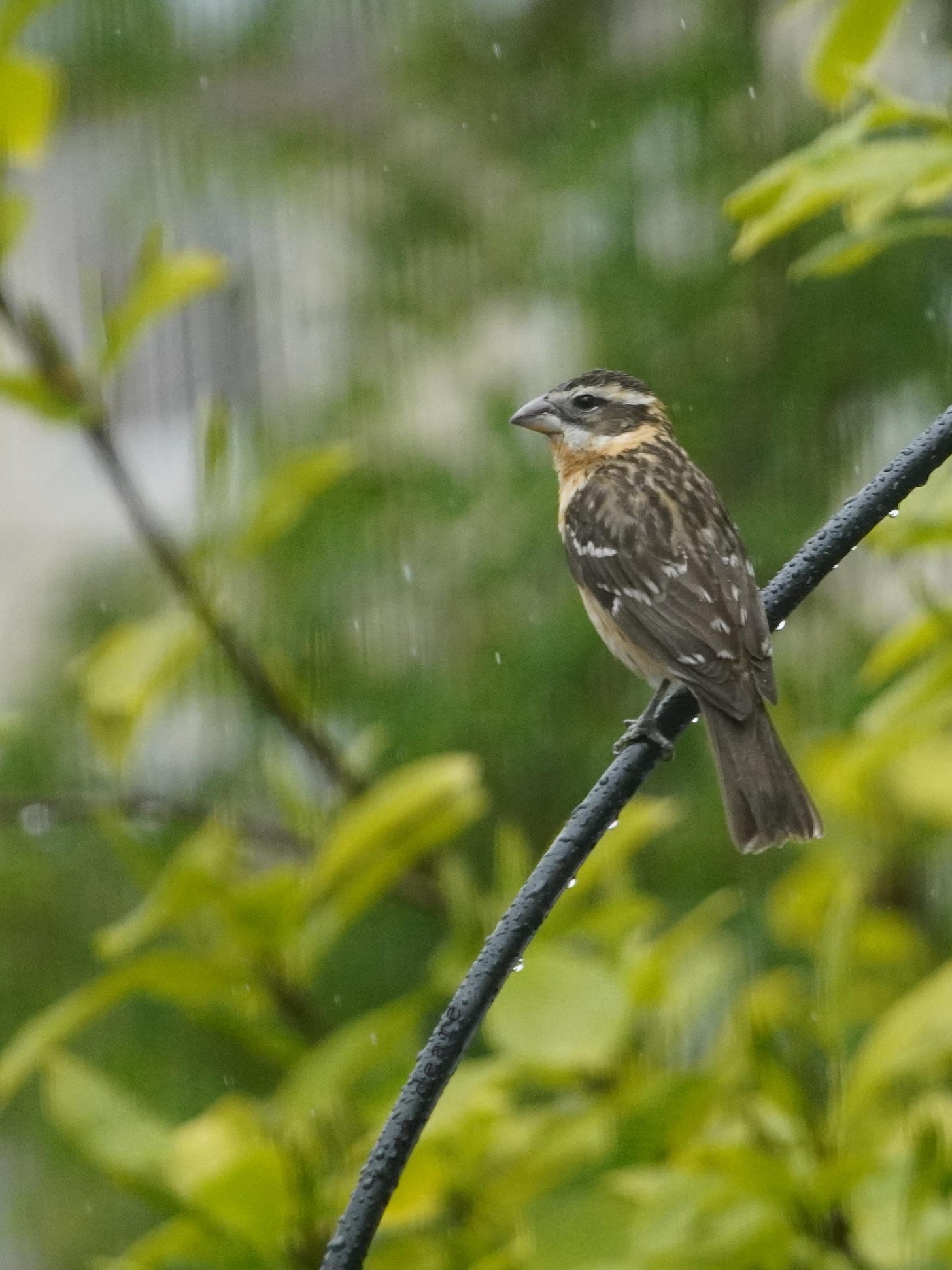 essay1.black-headed-grosbeak.2