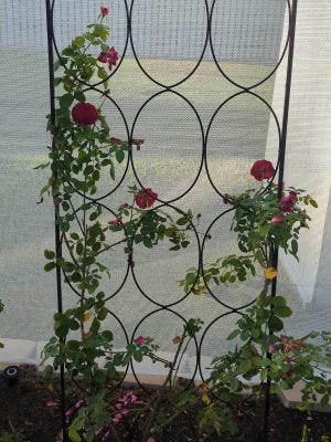 Random rose pictures.