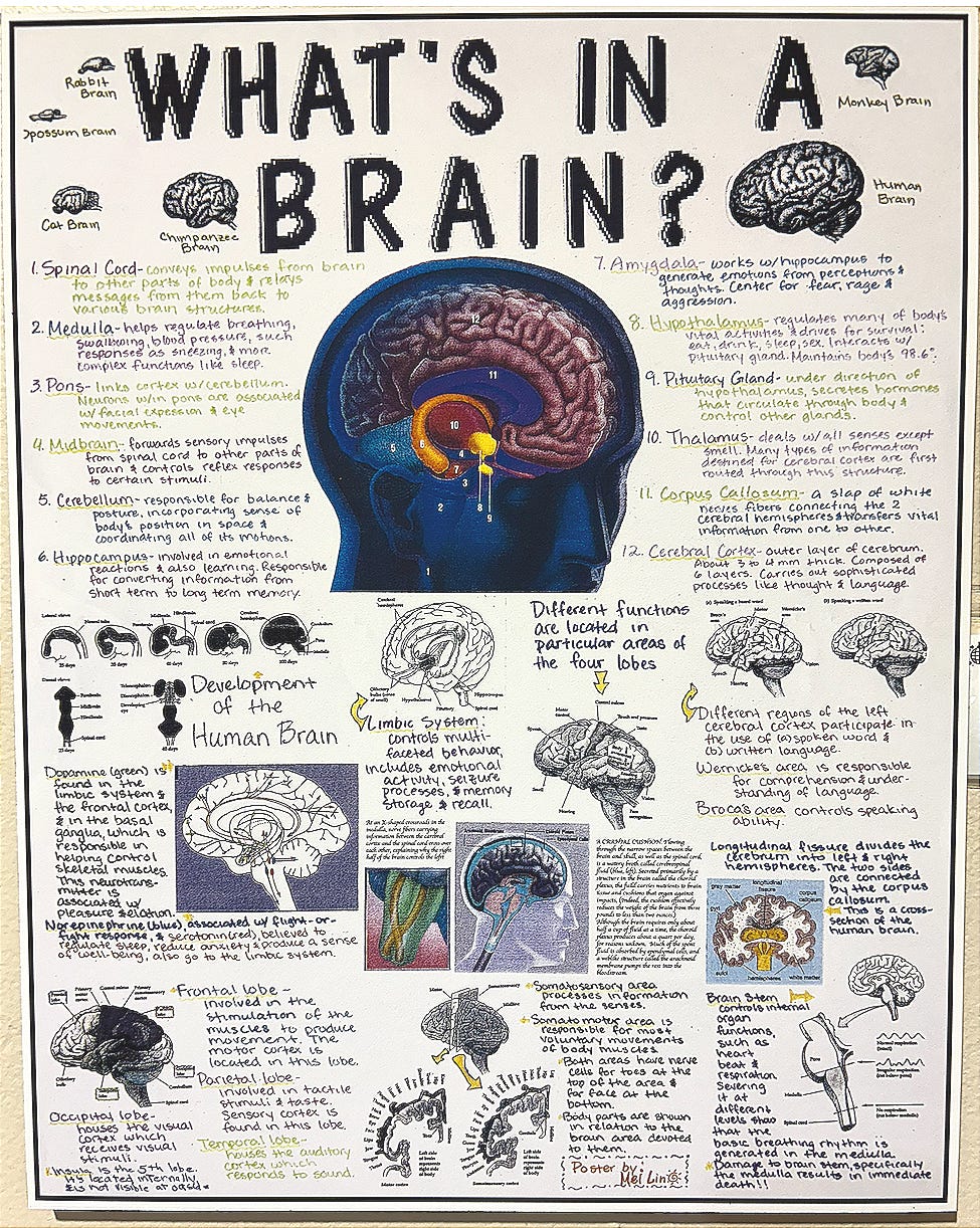 What's In A Brain poster by Li-Mei Lin, M.D. What's In A Brain poster by Li-Mei Lin, M.D.