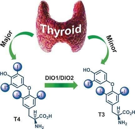 Chemistry and Biology in the Biosynthesis and Action of Thyroid ...