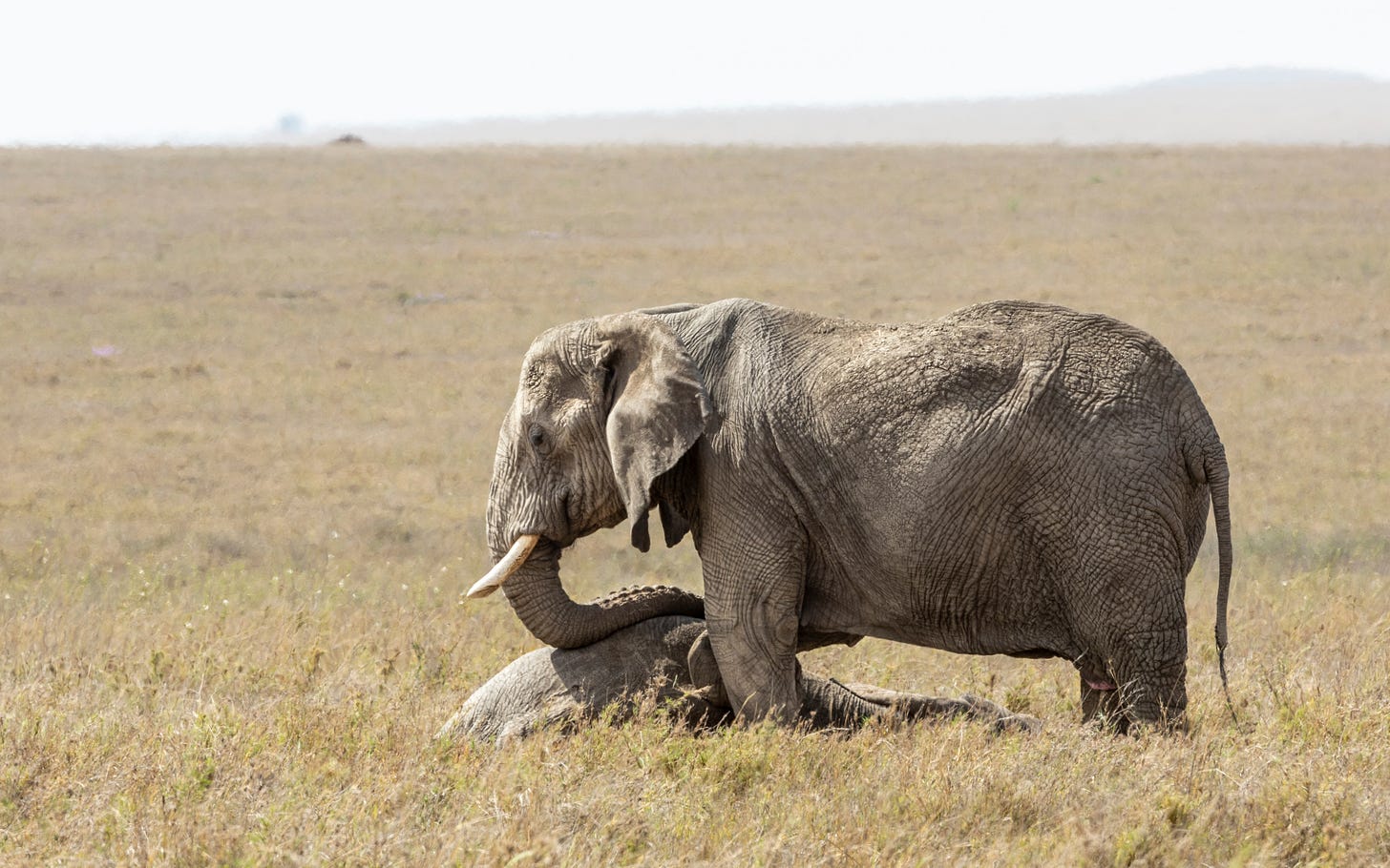 Are Animals Capable of Grief? | Discover Magazine
