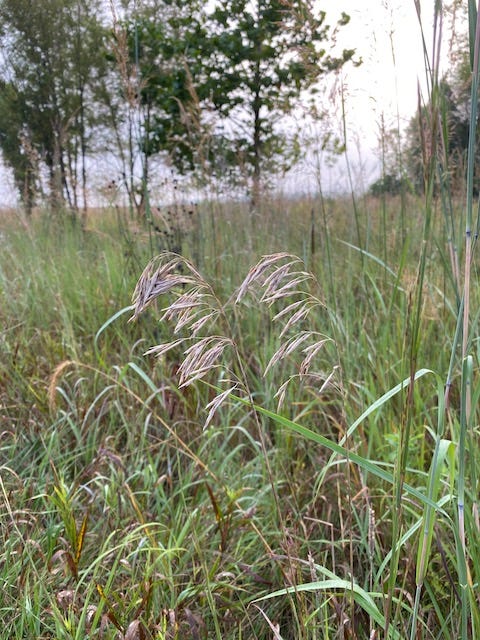 The Wonder of Joy: Nature & Happiness - prairie