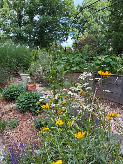 kitchen garden close ups