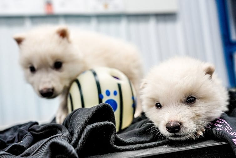 'Dire wolf' cubs Romulus and Remus soon after their birth.