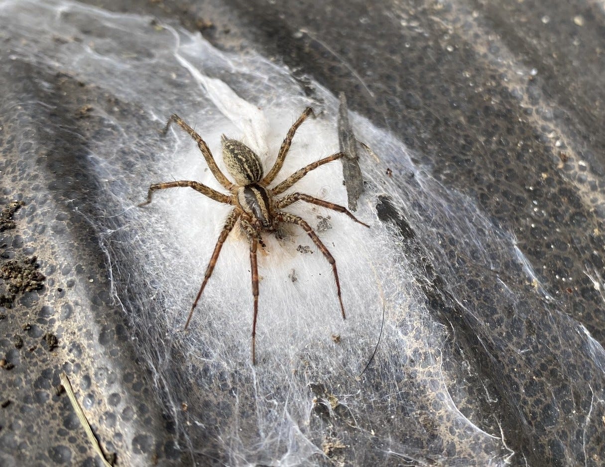 A stripy, gangly brown spider atop an egg sac A stripy, gangly brown spider atop an egg sac