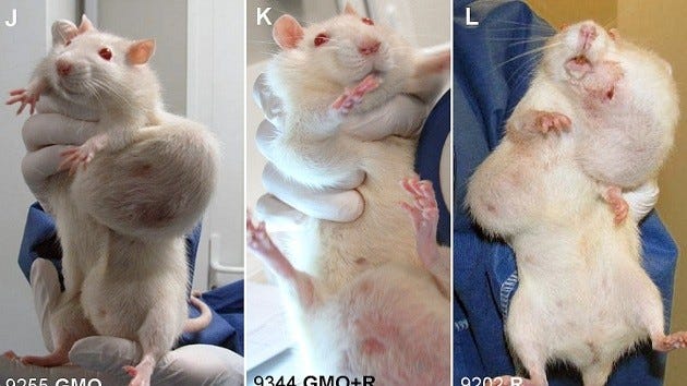 Seralini GMO rat study set to be withdrawn, says journal Seralini GMO rat study set to be withdrawn, says journal