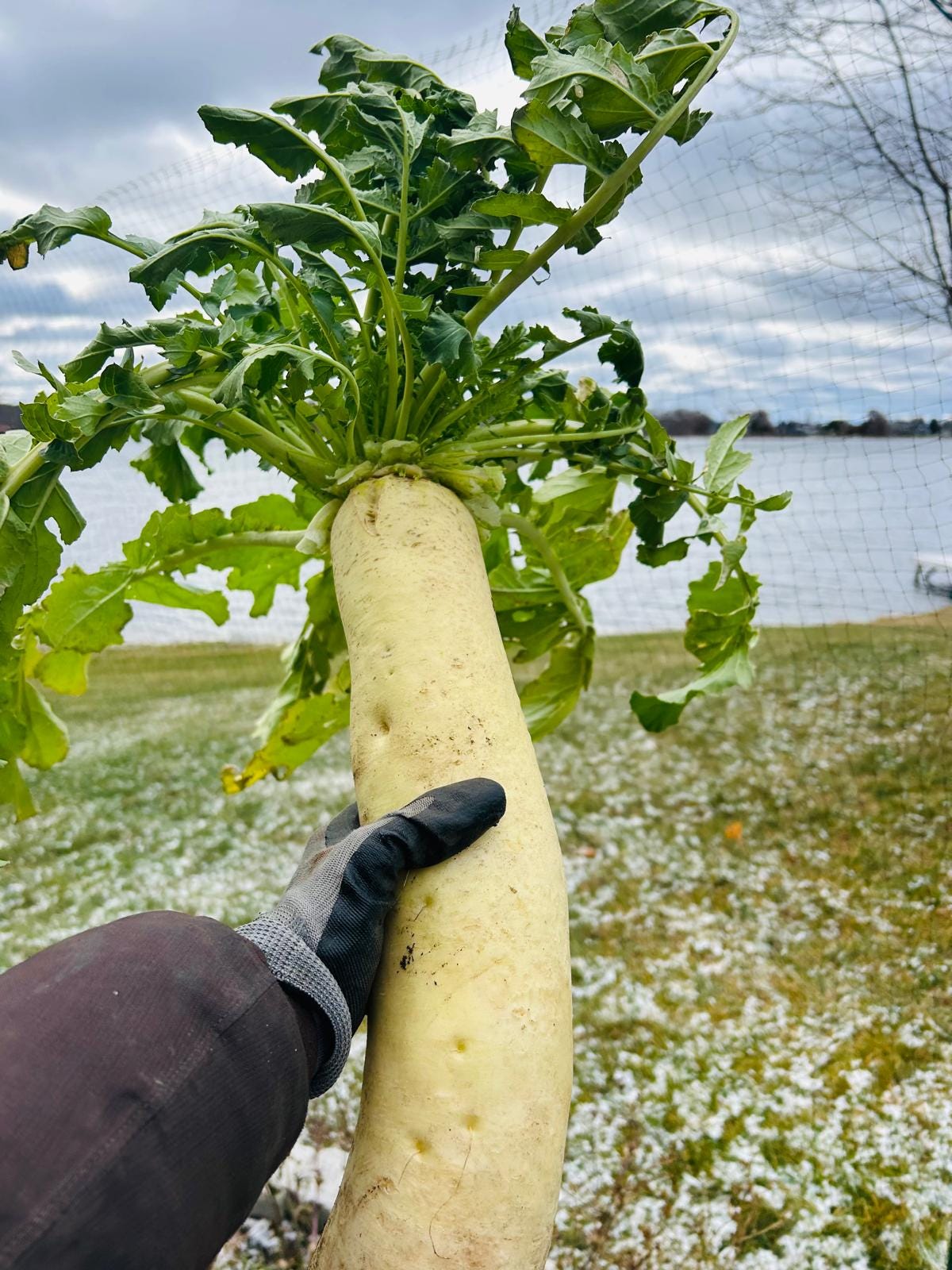 a large daikon radish harvested outside in the garden a large daikon radish harvested outside in the garden