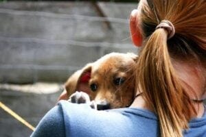 What do dogs mean to us today