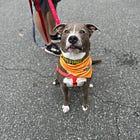 Annual Wine & Whiskers Event to Support the SPCA