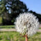 An Idea is a Living Seed