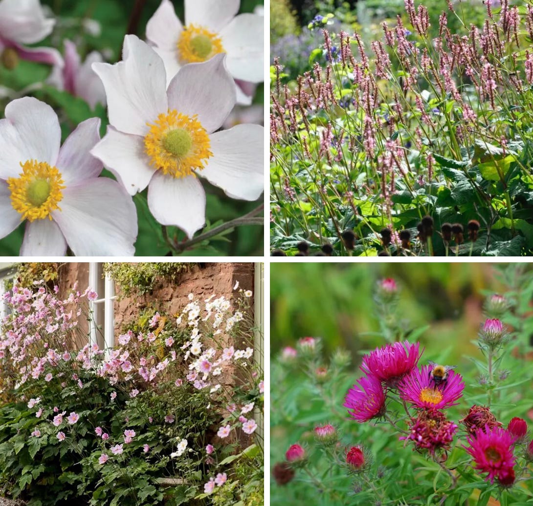 Plant Portrait: Japanese anemones in the autumn garden