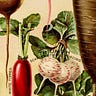 Radishes 
